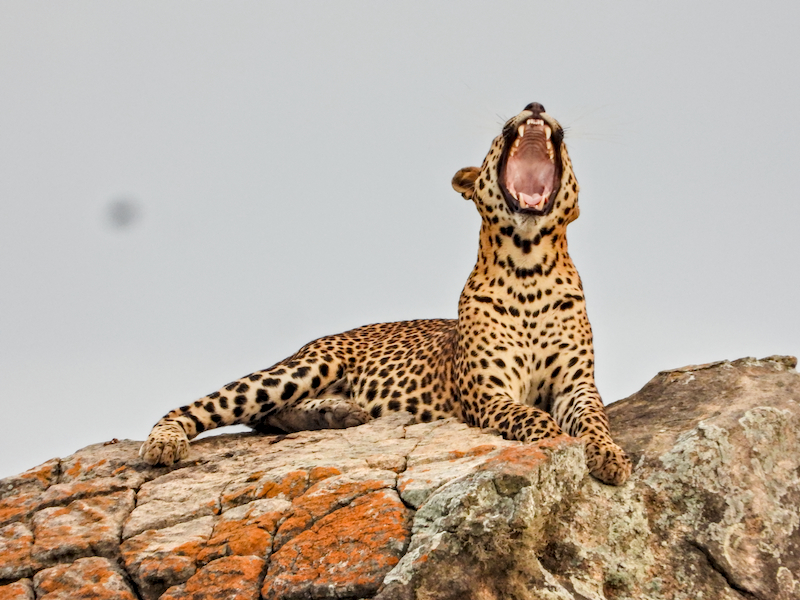 Yala Half-Day Safari Tour