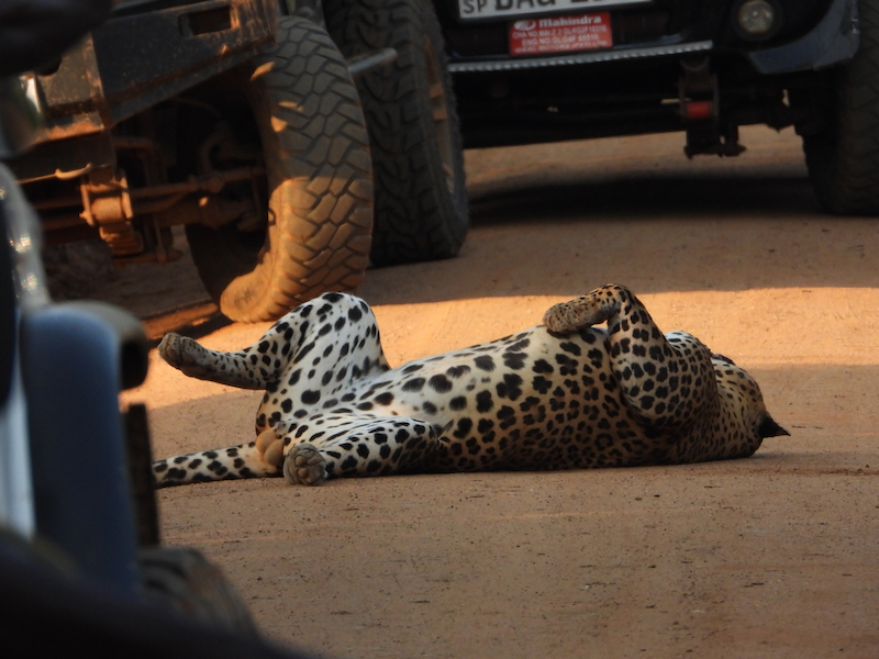 Yala 7-Hour Safari Tour