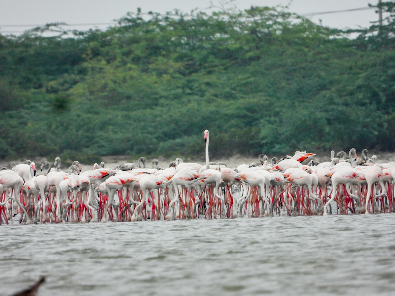 Yala Full-Day Safari Tour