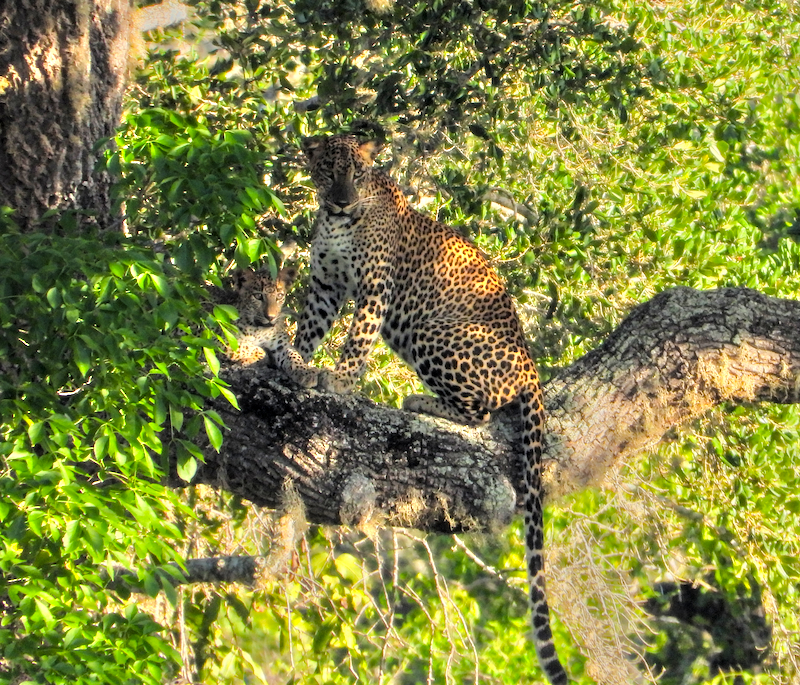 Yala (Ruhuna) National Park