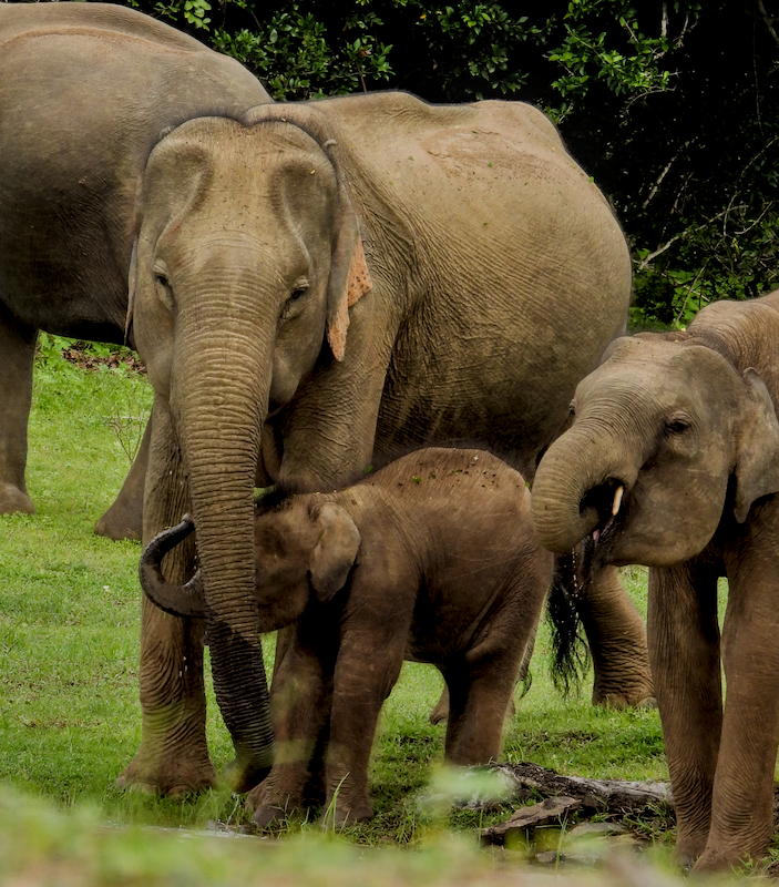 Udawalawe Full-Day Safari Tour