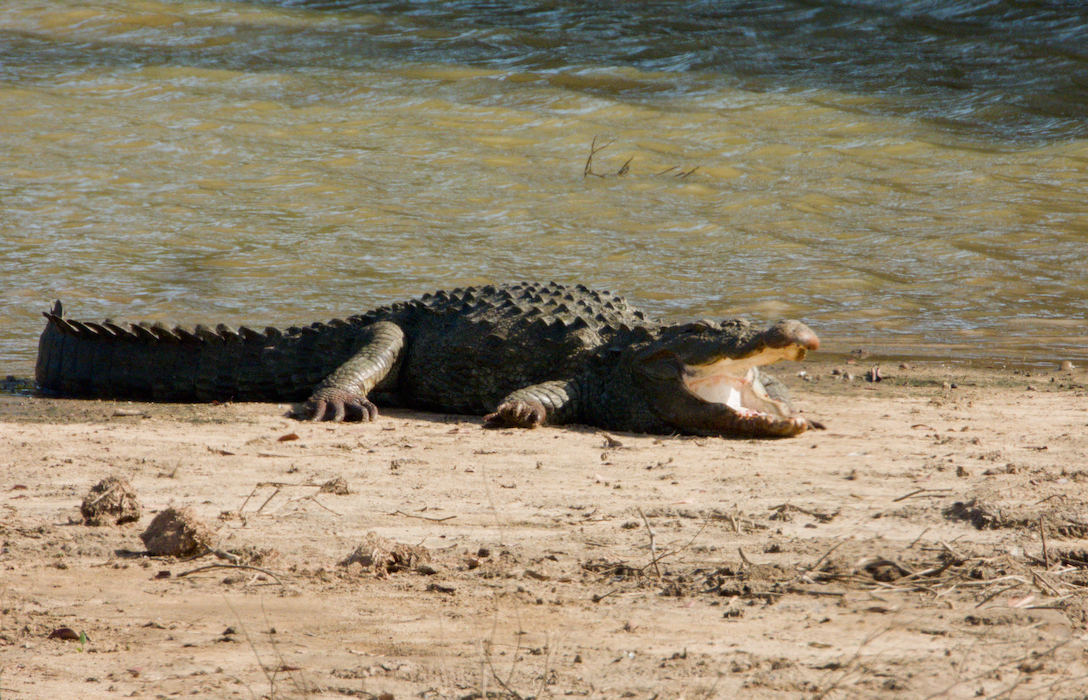 Udawalawe Full-Day Safari Tour