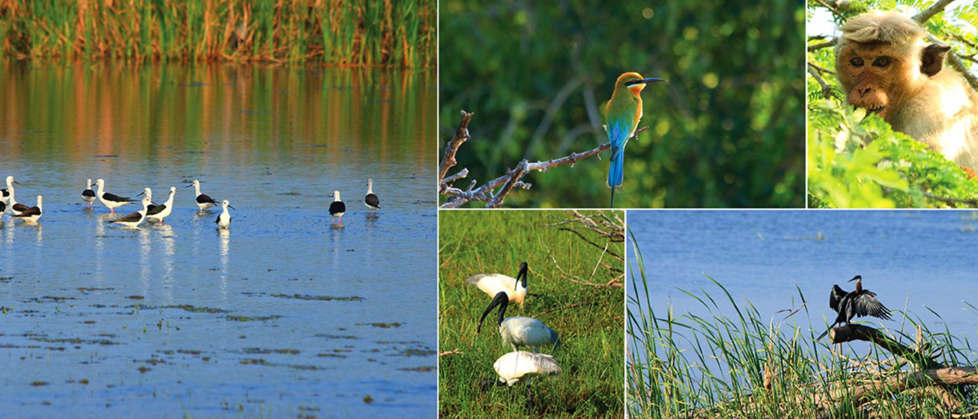 Udawalawe National Park