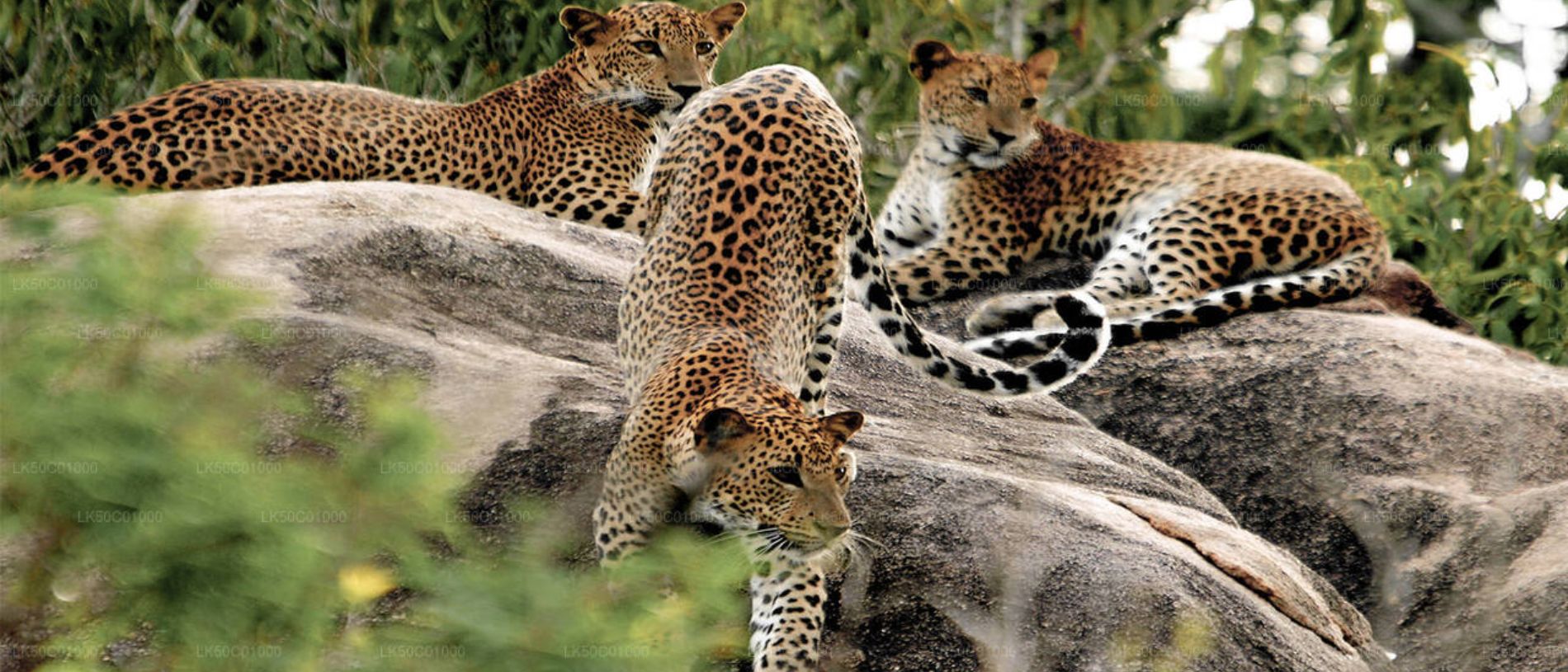 Yala (Ruhuna) National Park